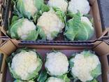 Капуста белокочанная, капуста краснокочанная, капуста пекинская, капуста цветная - фото 1