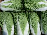 Капуста белокочанная, капуста краснокочанная, капуста пекинская, капуста цветная - фото 2