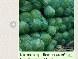 Капуста урожай 2024года