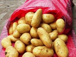 Картофель 2026 Египет молодой 20 т.