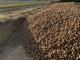 Картофель семенной