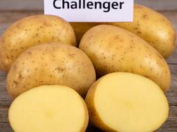 Картофель Челленджер семенной