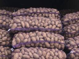 Картофель Королева Анна