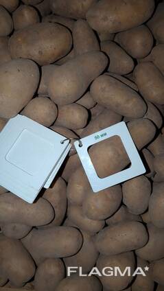 Картофель Королева Анна оптом