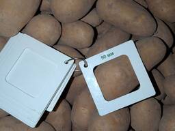 Картофель Королева Анна оптом