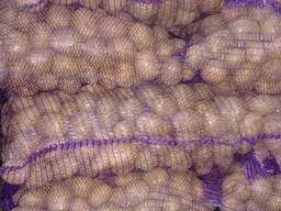 Картофель, Лили, семена