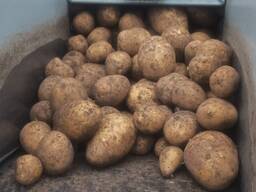 Картофель. Морковь. Капуста. Свекла