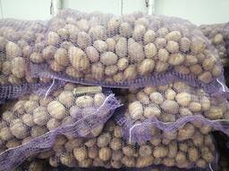 Картофель от ОАО "Комбинат "Восток"