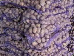 Картофель опт. Большие объемы. Королева Анна, Доната, Евростарч, Коломбо, Мемфис