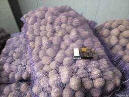 Картофель оптом семенной сорт Элита, Репродукция 1,2