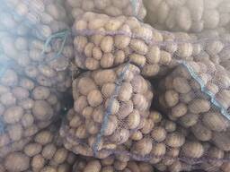 Картофель продовольственный