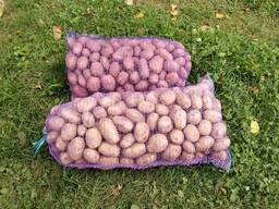 Картофель сорт Выток