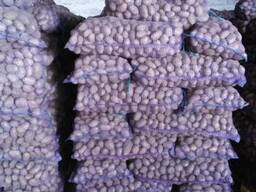 Картофель продовольственный