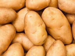 Картофель продовольственный