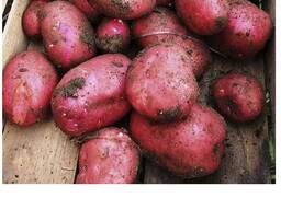 Картофель продовольственный