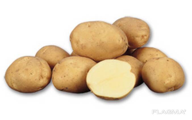 Картофель сорт леди клер отзывы. Сорт картофеля леди клер. Картофель леди клер фото. Картошка леди клер. Картофель колетте (элита).