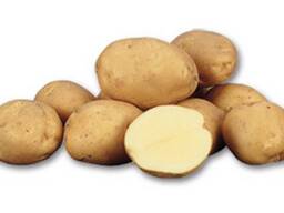 Картофель продовольственный разных сортов 5