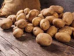 Картофель продовольственный урожай 2022