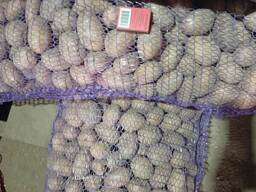 Картофель семена