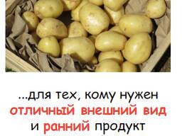 Картофель семенной