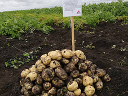 Картофель семенной сорт Аризона элита