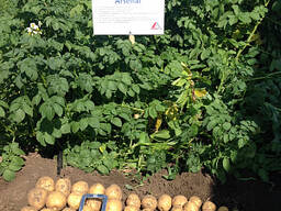 Картофель семенной сорт Арсенал элита