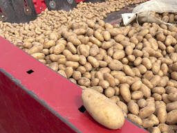 Картофель семенной Королева Анна 1 репродукция