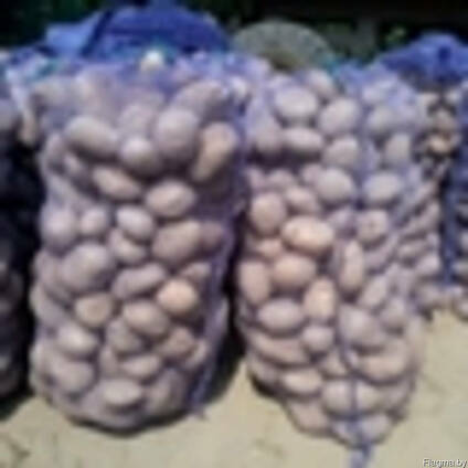 Картофель сорт бриз,капуста,морковь