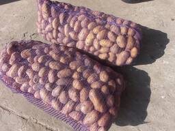 Картофель Вектор и Королева Анна