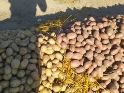 Картошка картофель бульба