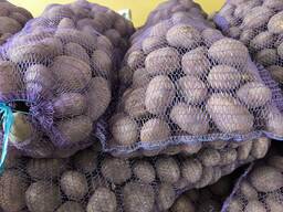 Картошка семенная Гала, Вектар и Скарб