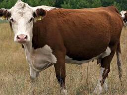 КФХ Закупает крупный рогатый скот