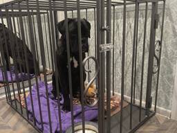 Клетка для средней собаки