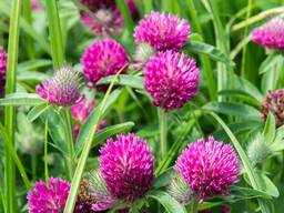 Клевер красный Витебчанин РС-1