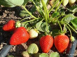 Клубника альба оптом