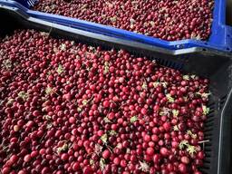 Клюква свежая