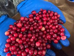 Клюква свежемороженая