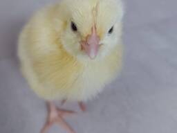 Комбикорм для Бройлеров Старт