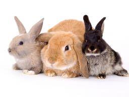 Комбикорм для кроликов К-92-1