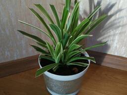 Комнатное растение, Хлорофитум