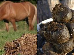 Конский навоз