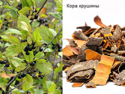 Кора крушины, осины
