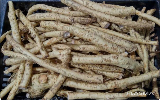 Корень хрена продам