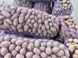 Королева Анна, Гала