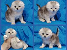 Котята шиншиллята/коты шотландские.