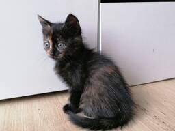 Котята в дар