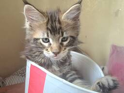 Котёнок