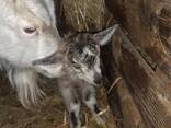 Козочки - фото 1