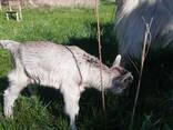 Козочки - фото 3