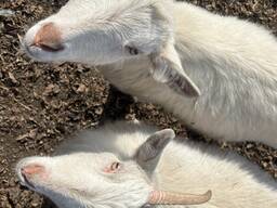 Козы и козлята